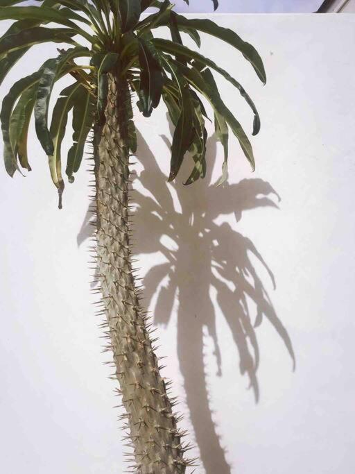Le Chacuel Villa Joshua Tree Bagian luar foto
